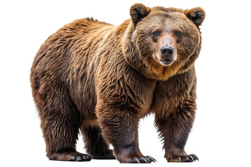 Ferocious brown grizzly bear on a transparent background (PNG)
