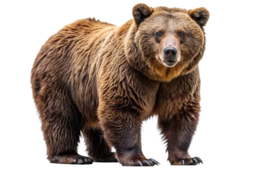 Fototapete Rund Ferocious brown grizzly bear on a transparent background (PNG)  © mamo studios