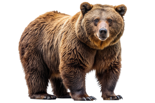 Ferocious brown grizzly bear on a transparent background (PNG)
