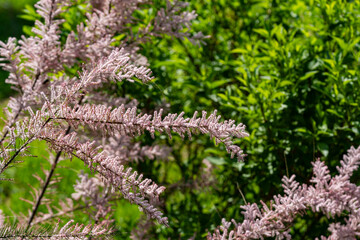 Soft pink flowers tamarix tree in spring garden, closeup. Blossoming small flower tamarisk plant . Soft rosy saltcedar or salt cedar or tamarisk, bloom