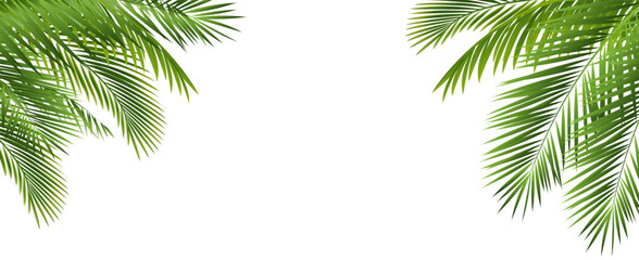 Palm Tree Branch Isolated White Background
