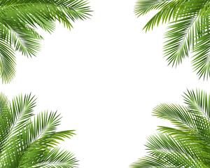 Palm Tree Branch Frame Isolated White Background