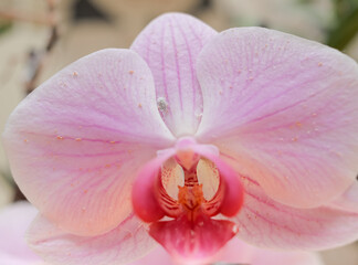 insect damaged orchid plant. Pseudococcus longispinus (Pseudococcidae) on a pink orchid flower