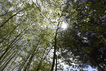Birch forest, in the background you can see the sun and the blue sky.