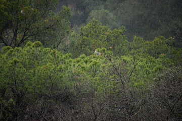 Close-up of a pine tree with the forest raining in the background.