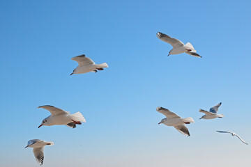 White seagulls soaring in the air against the blue sky