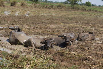 Buffalos