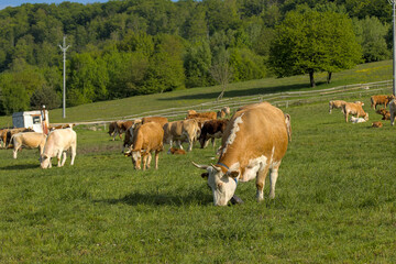 a herd of cattle cows graze on a farm meadow