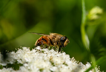 wild honey bee, Bee collecting pollen on white flowers in spring