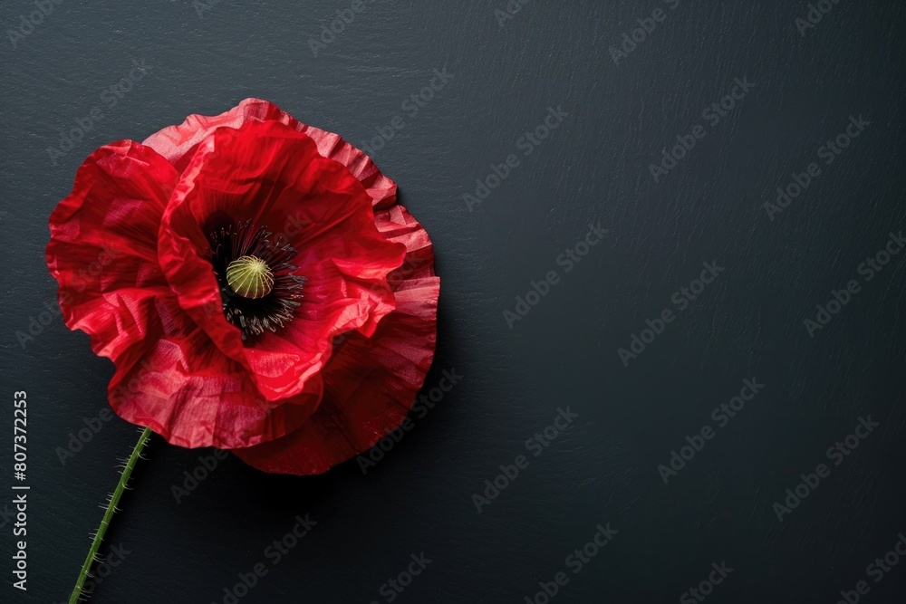 Poster a single red flower on a black surface, suitable for various design projects