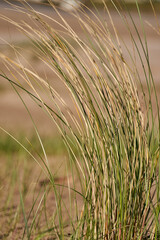 Atlantic ocean beach dunes sand