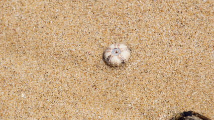 Sea urchin (Landak laut, bulu babi). About 950 species of sea urchin are distributed on the seabeds of every ocean