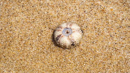 Sea urchin (Landak laut, bulu babi). About 950 species of sea urchin are distributed on the seabeds...