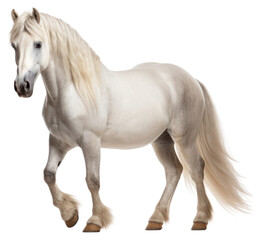 Obraz premium PNG Stallion mammal animal horse.