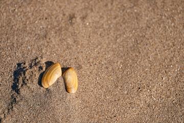 Two shells on the sand
