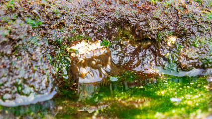 Sea urchin (Landak laut, bulu babi). About 950 species of sea urchin are distributed on the seabeds of every ocean