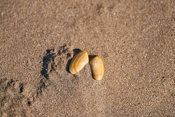Two shells on the sand