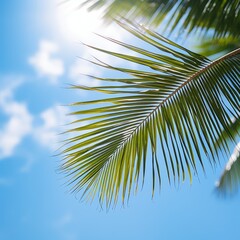 Palm leaves on blue sky background, white clouds, close up, copy space