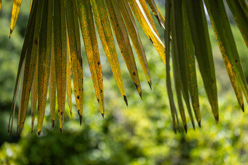 Bamboo in the tropical garden for your background