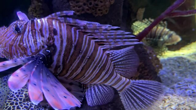 A fish with a purple tail is swimming in a tank. The fish is surrounded by coral and rocks