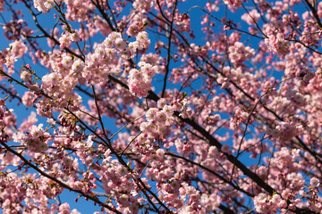 Blooming sakura branches with pink flowers
