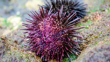 Sea urchin (Landak laut, bulu babi). About 950 species of sea urchin are distributed on the seabeds...
