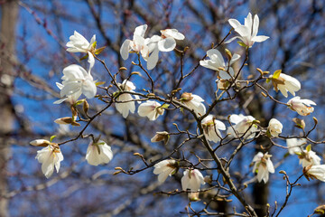 Branches of a blooming magnolia against a blue sky