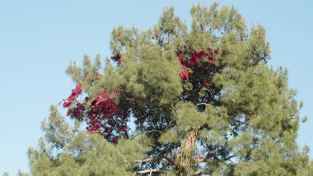 At the top of the pine tree are the pink flowers of the bougainvillea. The parasitic plant has wound itself around the trunk of the pine.