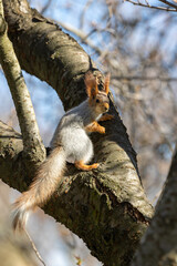 Squirrel on a tree trunk