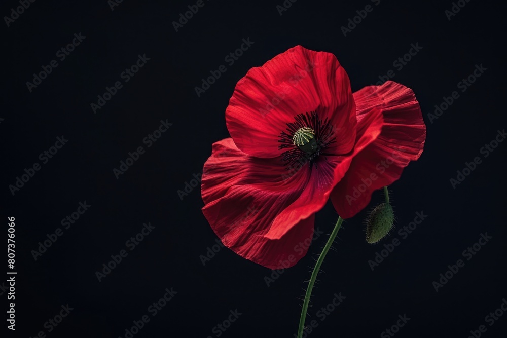 Aufkleber Single red flower on a stem against a dark backdrop. Suitable for various design projects