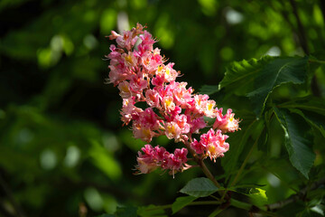 Pink chestnut inflorescence in close-up