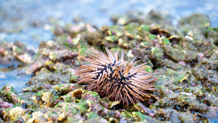 Sea urchin (Landak laut, bulu babi). About 950 species of sea urchin are distributed on the seabeds...