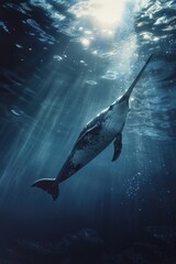 Obraz premium Majestic narwhal swimming in the deep blue ocean. Perfect for marine life illustrations