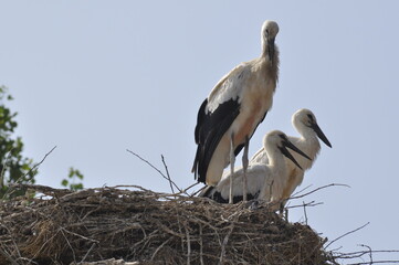 A white storks standing in a nest made of branches on the roof of the house.