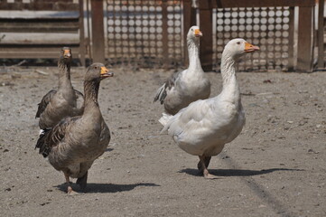A flock of domestic geese walk along the dirt. Rural landscape. Domestic. Home goose.