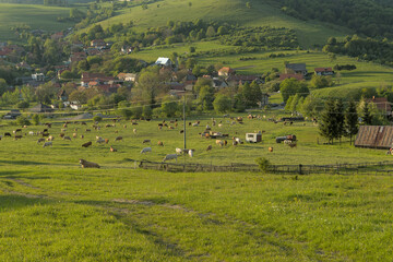 Obraz premium a herd of cattle cows graze on a farm meadow