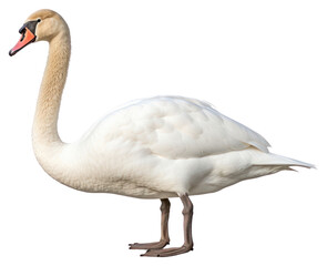 PNG Swan animal goose white.