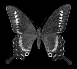 Papilio maackii. Alpine black swallowtail. Exotic swallowtail butterfly isolated on black. Black and white