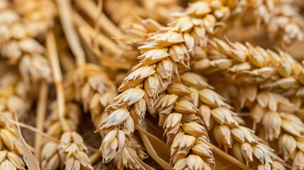 Close Up of a Bunch of Wheat
