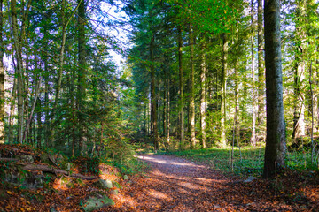 Forest path - Kerns, Switzerland