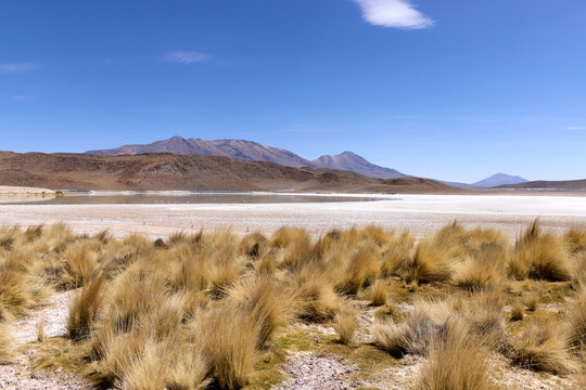 Bolivia, Colorada Lagoon in Avaroa National Park. Paja Brava grasses on the shore of the lagoon.