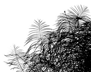 Silhouette palm leaves. hand drawing. Not AI, Vector illustration