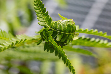 Unraveling fern leaf © Shannon
