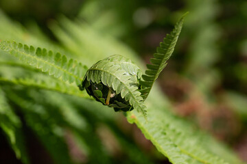 Unraveling fern leaf