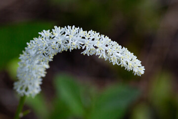 close up of a white flower