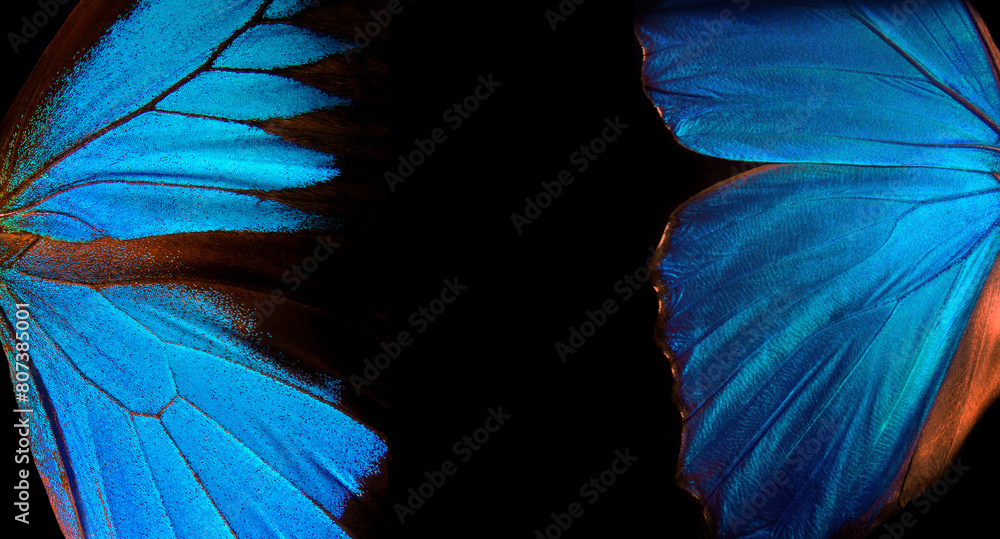 Poster wings of a butterfly morpho and ulysses texture background.