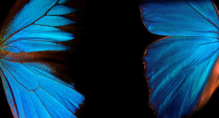 Wings of a butterfly Morpho and Ulysses texture background. 