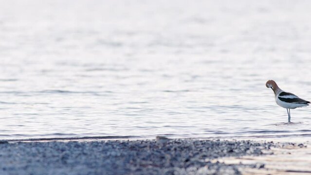 American Avocet (Recurvirostra americana) bird foraging an flapping its wings in the shallows of a lake in Eastern Washington state. Captured at 60 frames per second.