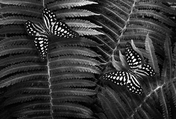 tropical spotted butterflies on fern leaves black and white