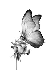 topical morpho butterfly on a rose flower. black and white